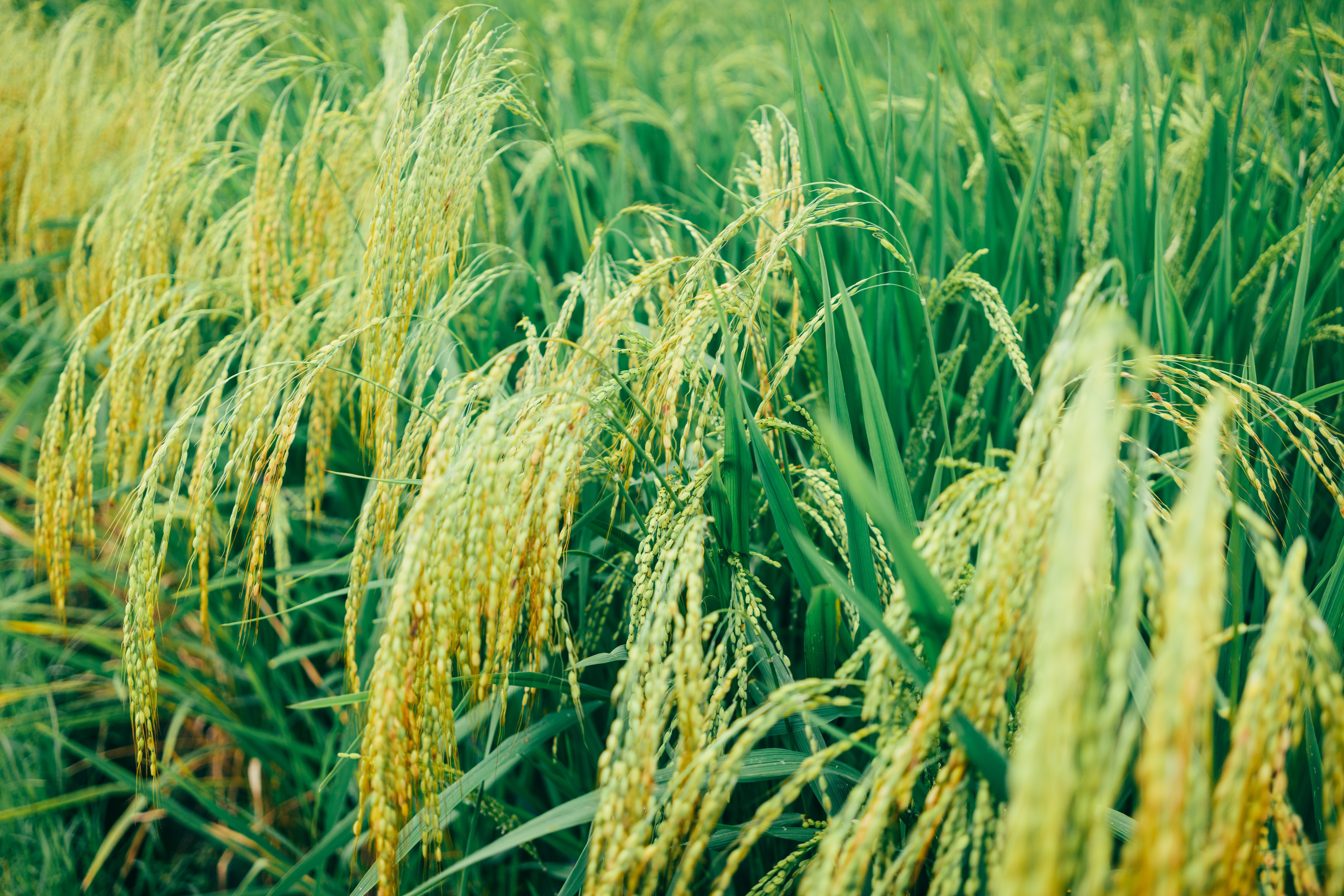 धान खेती ( dhaan / paddy cultivation ) 