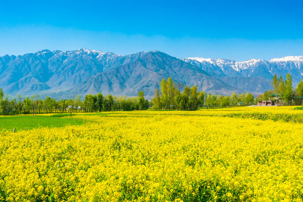 तोरी खेती ( tori / mustard cultivation ) 
