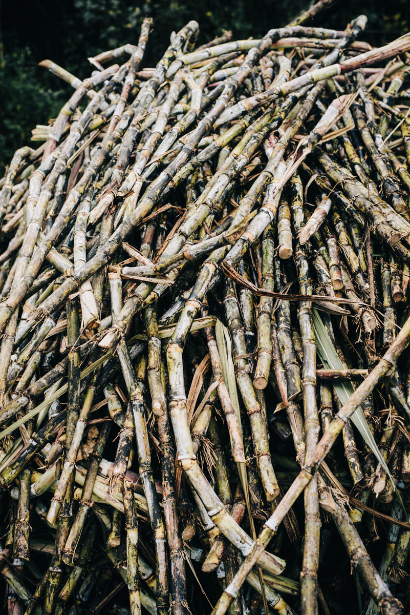 उखु खेती ( ukhu / sugarcane cultivation ) 