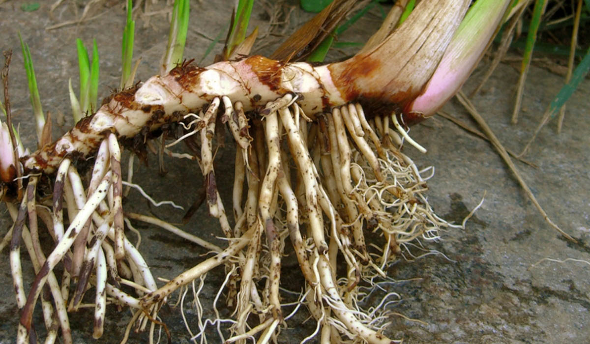 बोझो खेती ( bojho farming ) 